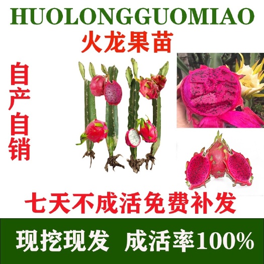 灵山县 火龙果苗红心火龙果苗燕窝火龙果苗金都一号四季种植当年结果
