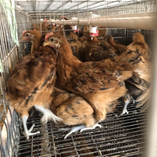 广州 高产麻羽鸡苗，绿壳率高，产蛋率更高，年产量260枚。