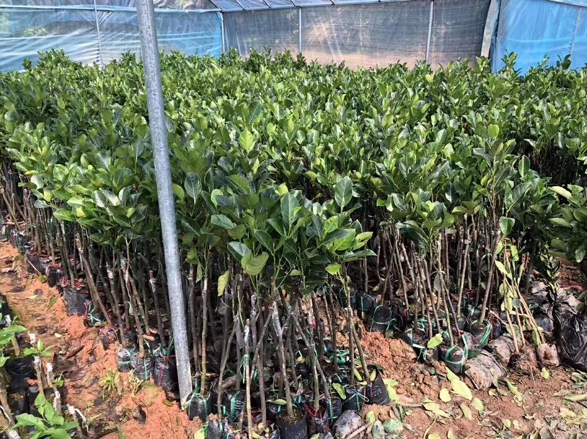 灵山县 泰国8号菠萝蜜苗