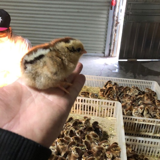广州 清远2号麻鸡苗，苗子质量好，运输包活，包打疫苗