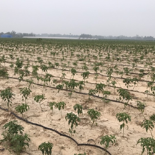 菏泽迷宫式滴灌带 迷宫滴灌带质优价廉型号齐全