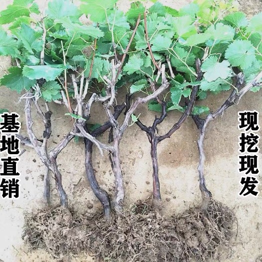 平邑县巨峰葡萄苗