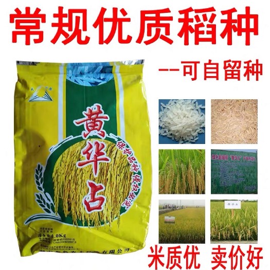 常德水稻种子  黄华占 谷种 优质稻种 常规水稻种 米质好
