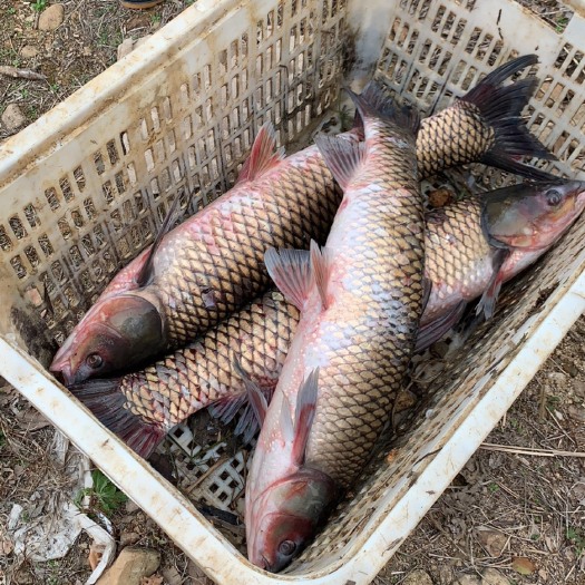 山区水库纯生态养殖8-10斤大草鱼，水质无污染，鱼肉鲜美