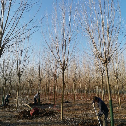 邳州市 15公分白蜡多少钱一棵