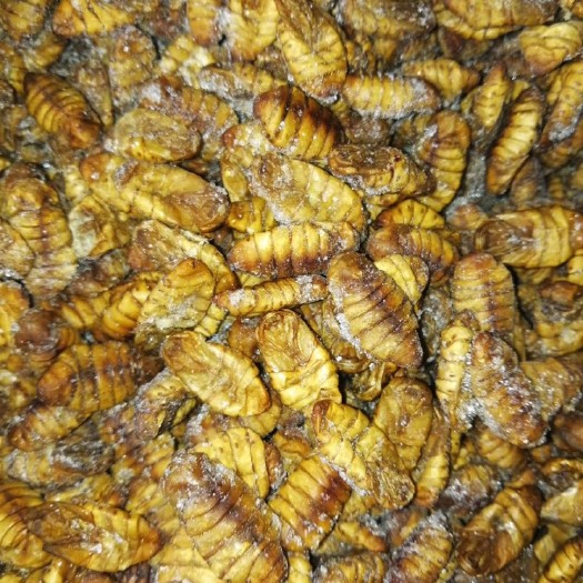 威海 冷冻食用扁蚕蛹！大小均匀，没有杂质，颜色适中的