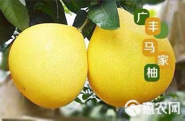 农业台重点推广种植品种马家柚树苗红心多汁蜜柚苗沙田柚苗