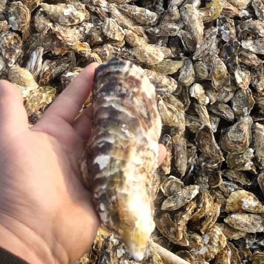 威海乳山牡蛎 海水 1-4两 鲜活水产