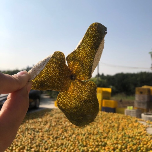 江门 正宗新会陈皮，大量现货！