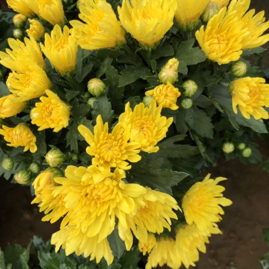 青州市千头菊苗  千头菊产地大量供应每年八月十五到十月一有货