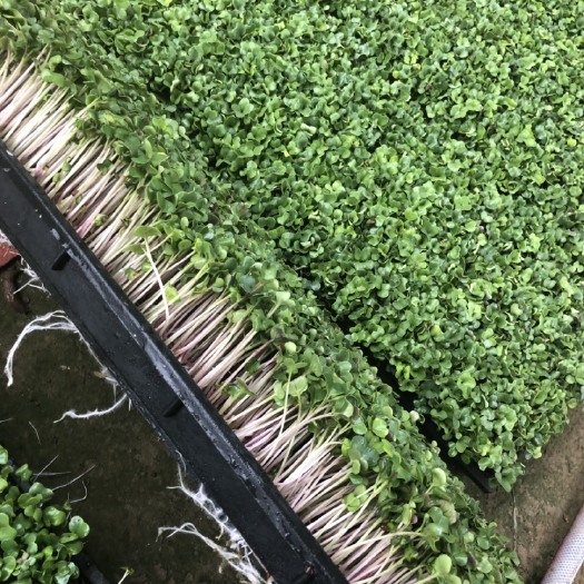 北京萝卜芽 自产自销的萝卜苗