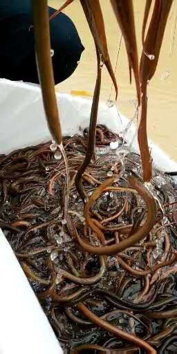 高州市正大9号黄鳝苗 黄鳝鱼苗自孵水花