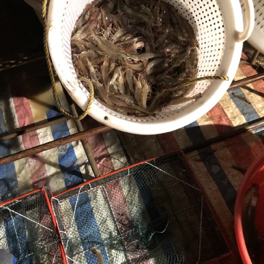 中国对虾 需要什么规格的