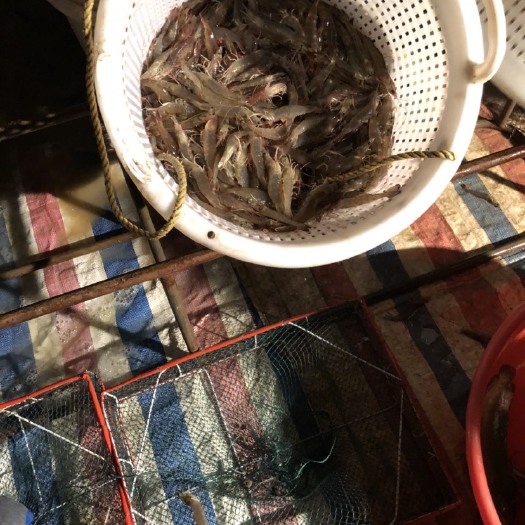 江门中国对虾 需要什么规格的