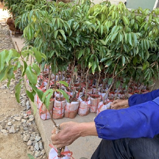 灵山县桂味荔枝苗