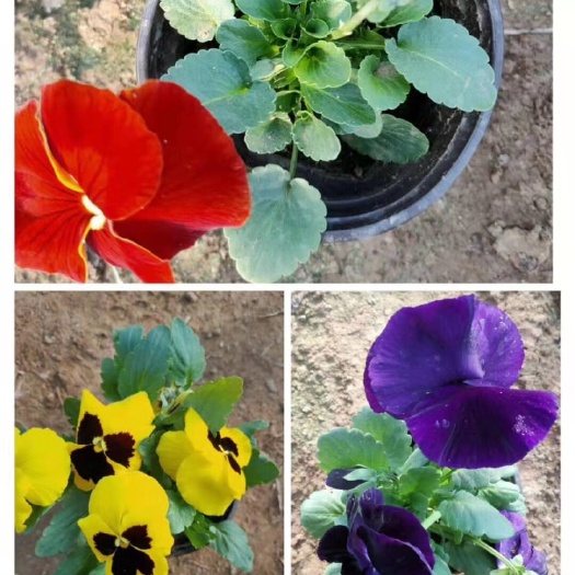 青州市鼎诺花卉苗木三色堇每年十月一到春节都有货