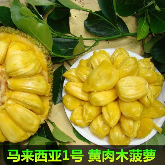 高州市 菠萝蜜苗：马来西亚一号（黄肉和红肉）