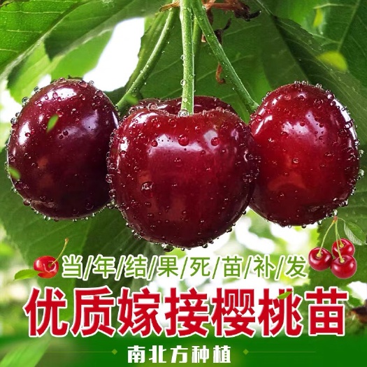 平邑县俄罗斯8号樱桃苗