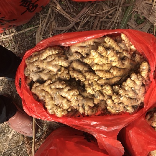 小黄姜 6两以上 带土
