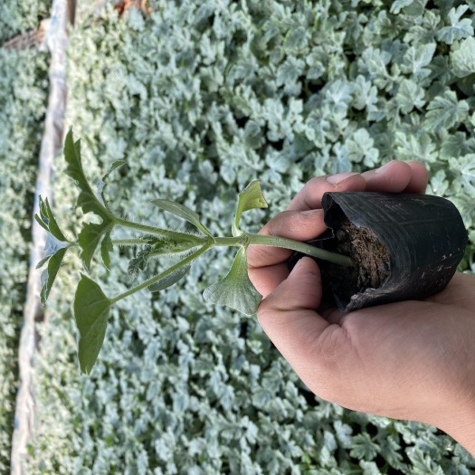 温岭市 8424西瓜苗嫁接苗南瓜砖木直播苗葫芦砖木