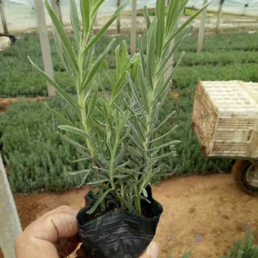 青州市羽叶薰衣草  薰衣草基地大量供应长期供应