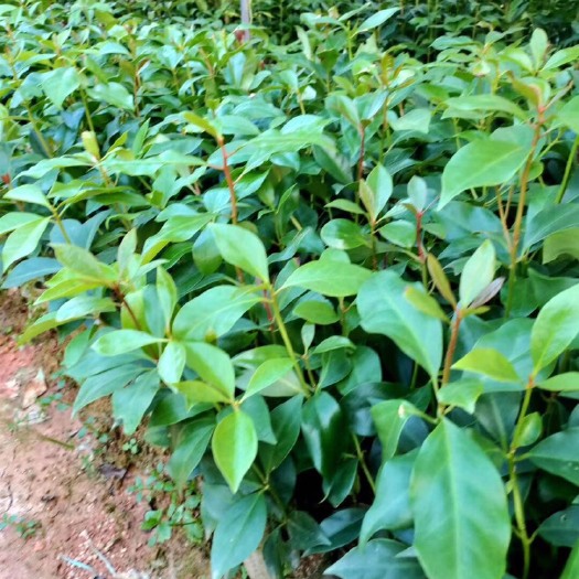 平南县八角树