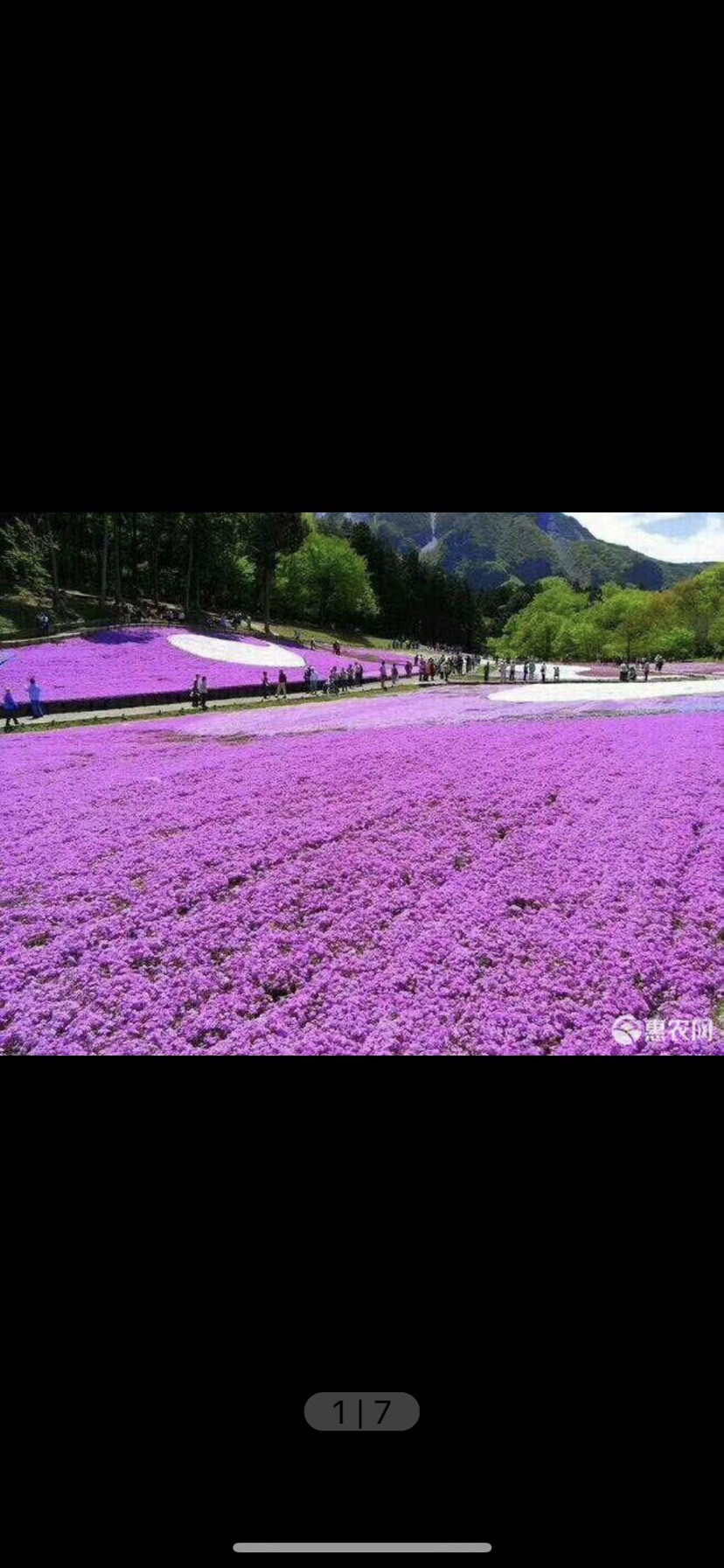 丛生福禄考 芝樱