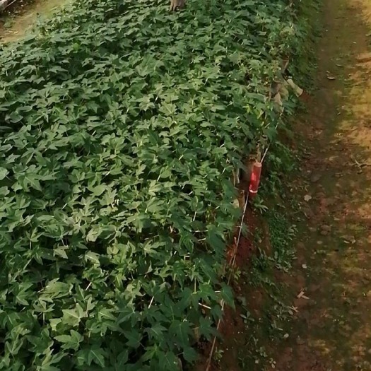 灵山县青木瓜苗 大量有货 需要的老板联系