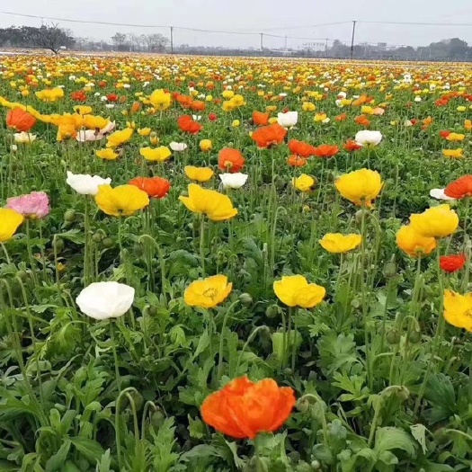 青州市冰岛虞美人基地大量供应每年长期有货