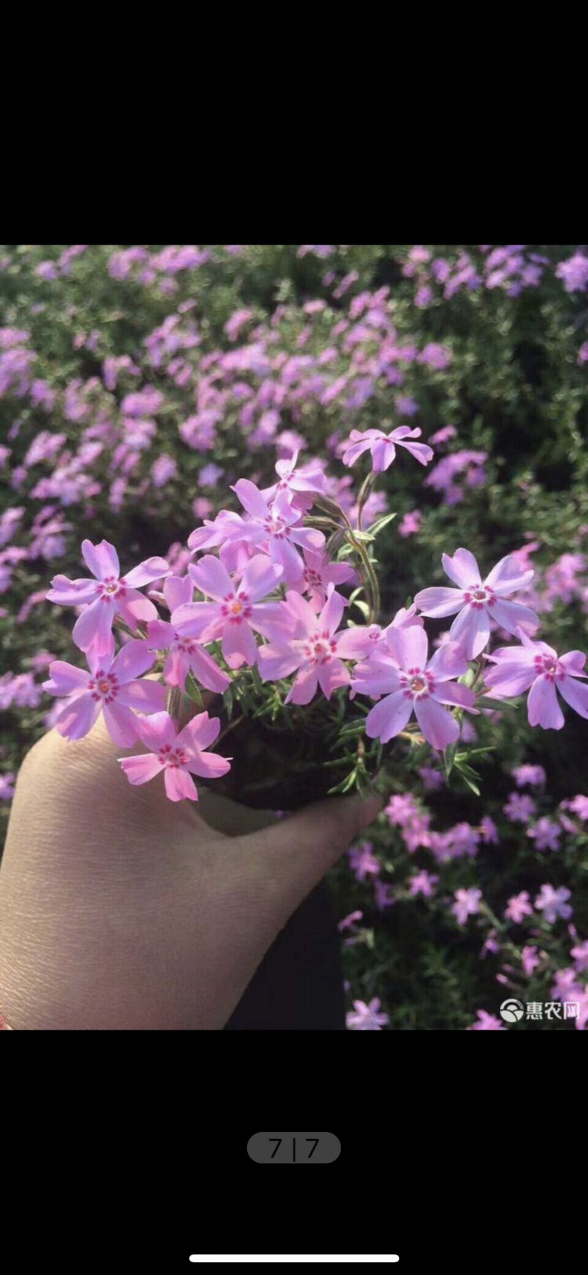 丛生福禄考 芝樱