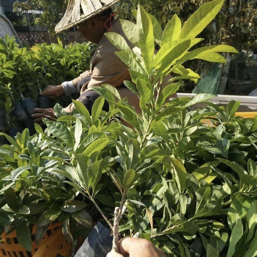 漳浦县东魁杨梅树苗 现货供应杨梅苗 东魁杨梅嫁接苗