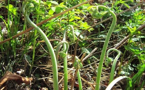 通河县 每年5月份，大量蕨菜出售