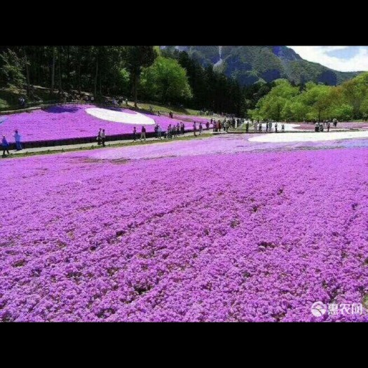 青州市丛生福禄考 芝樱