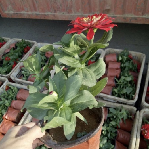青州市百日草