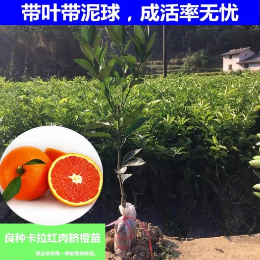 灵山县 橙子树苗盆栽地栽南方北方种植嫁接树苗带土发货红肉脐橙血橙树苗