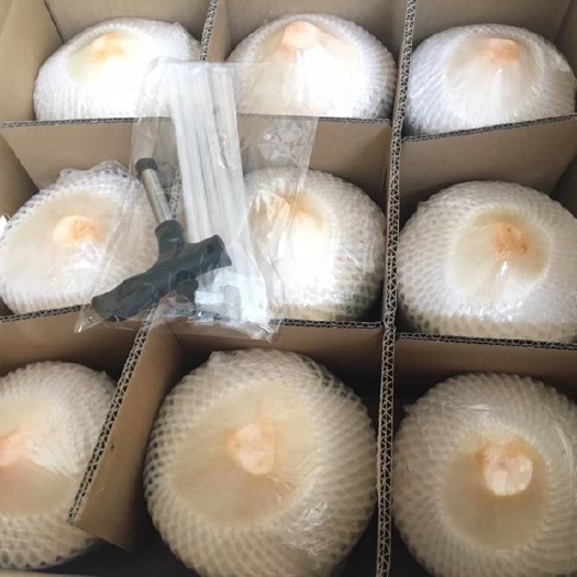  海南特色椰子