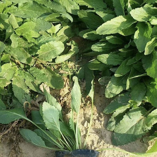 青州市鼠尾草宿根鼠尾草开蓝花