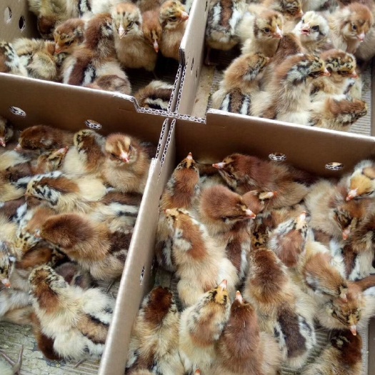 广州大种青脚麻鸡苗，麻鸡苗，快大型鸡苗，