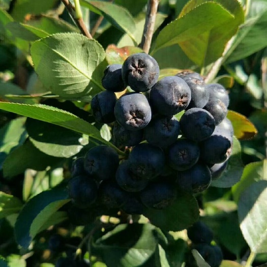 花楸 黒果花楸1～3年苗规格齐全