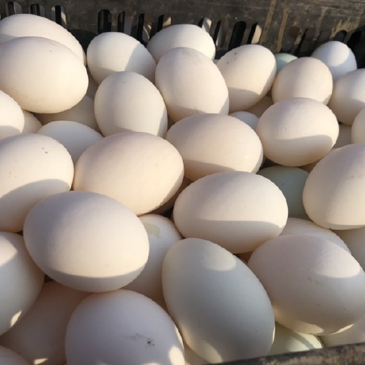 安新县白鸭蛋  裂纹蛋、散黄蛋、桶装蛋、大白蛋、各种蛋应有尽有