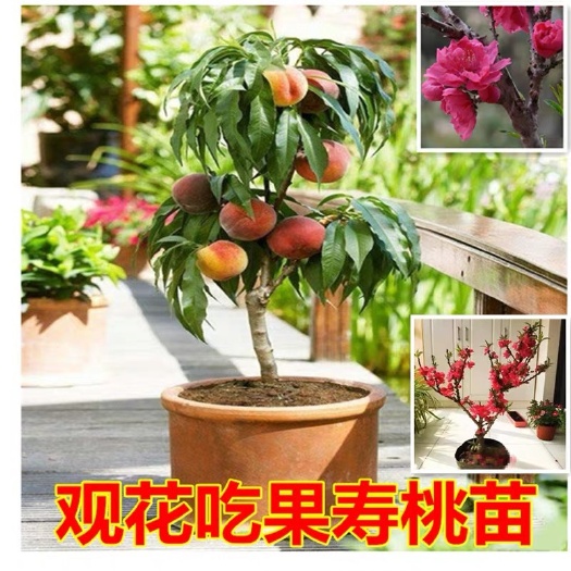 寿星桃观花盆栽 精品造型矮化寿桃苗 盆栽庭院 观花结果