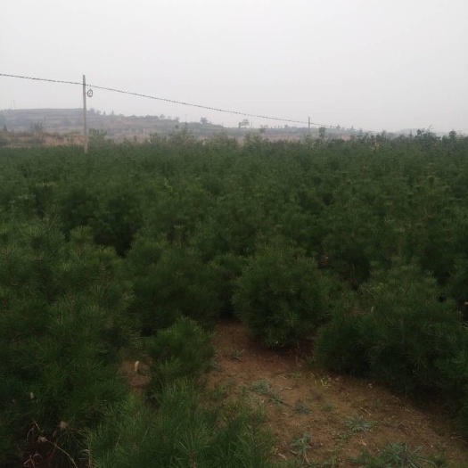 闻喜县 白皮松15万株