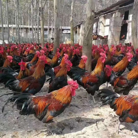 重庆市红冠乌皮土鸡 4-5斤 公