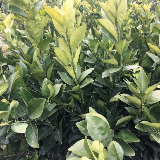 枝江市 精品爱缓橙树苗