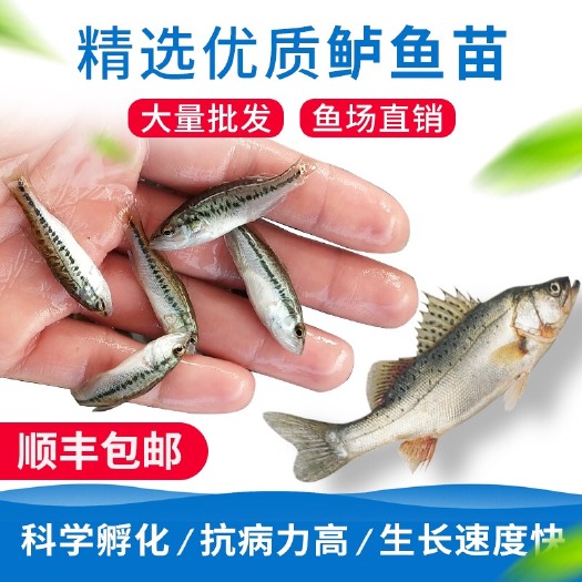 广州鲈鱼苗 加州优鲈一号优鲈三号大口鲈黑