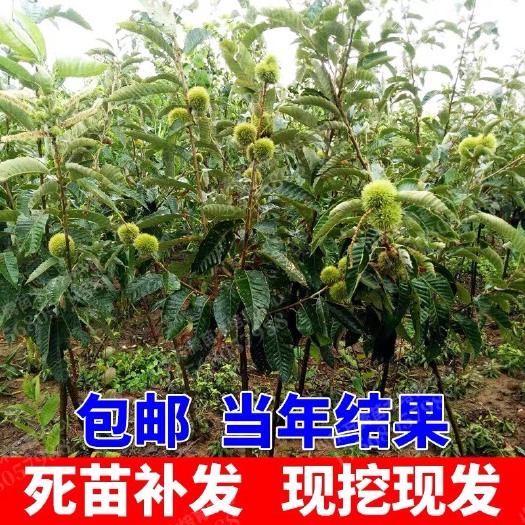 平邑县 特大油板栗树苗，包成活，包结果，品种纯正，带土发货，