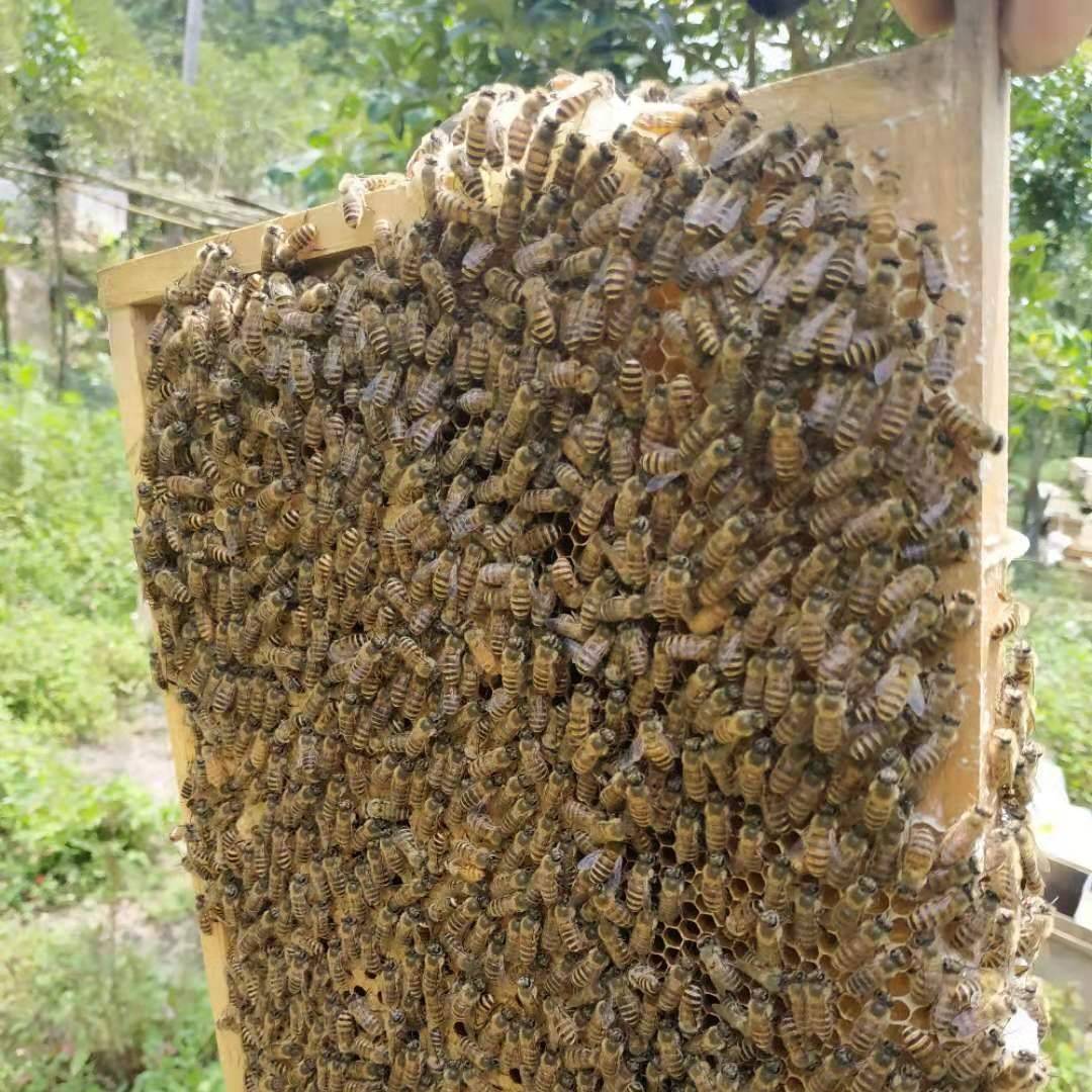 优质阿坝蜜蜂,籽好,蜂多,大量成批发货