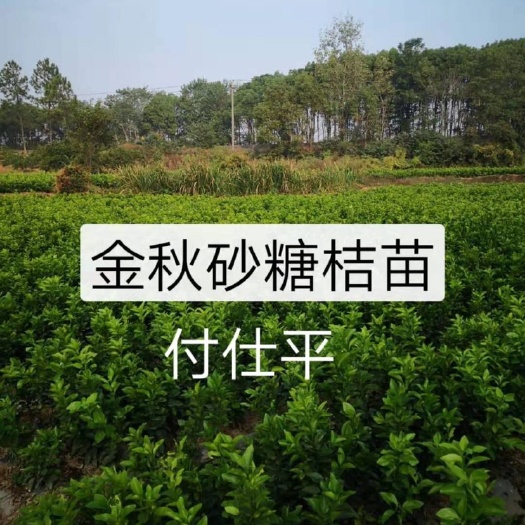沙糖桔苗 江西省双金林果良种繁育中心供名特优新林果良种苗木