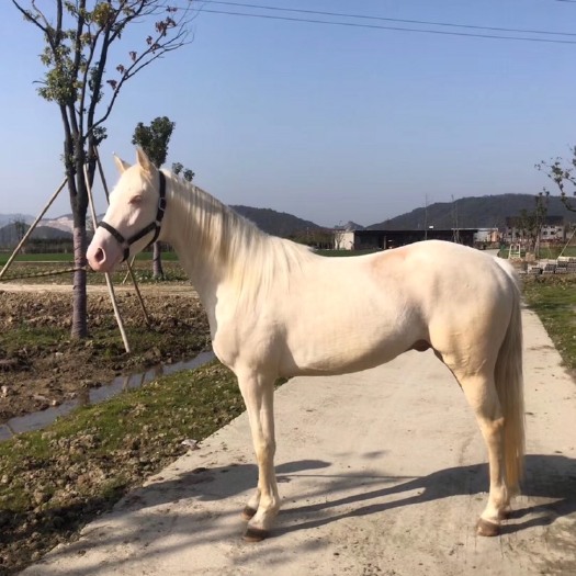 杭州西南马 pony落地白玉石眼