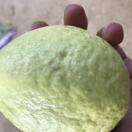 漳州 白心番石榴批发